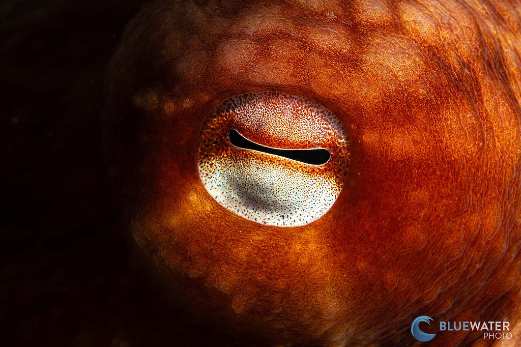 octopus eye taken by nirupam nigam with sony a6700 inside ikelite underwater housing