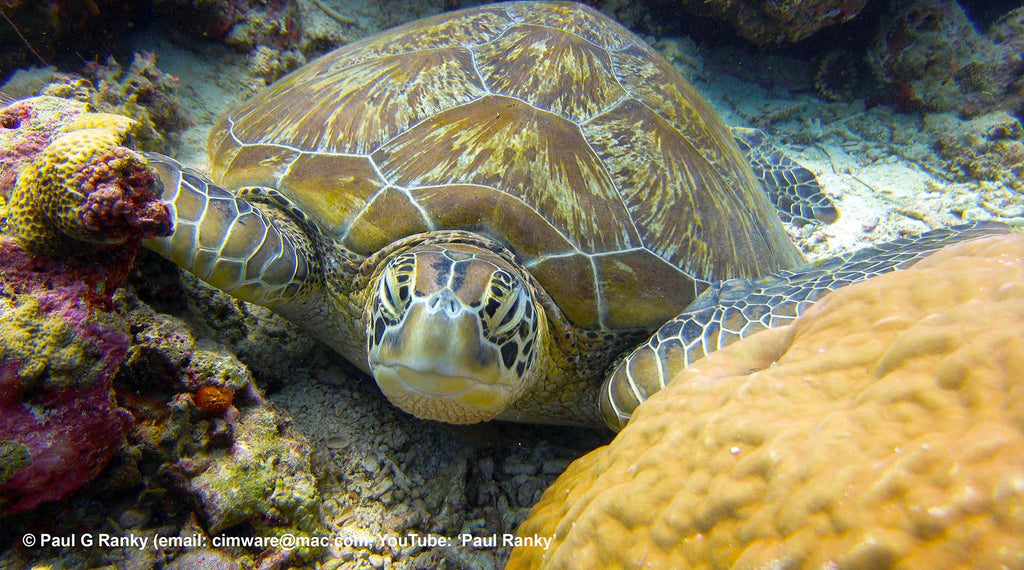 paul ranky turtle image taken with sony rx100 inside an ikelite underwater housing