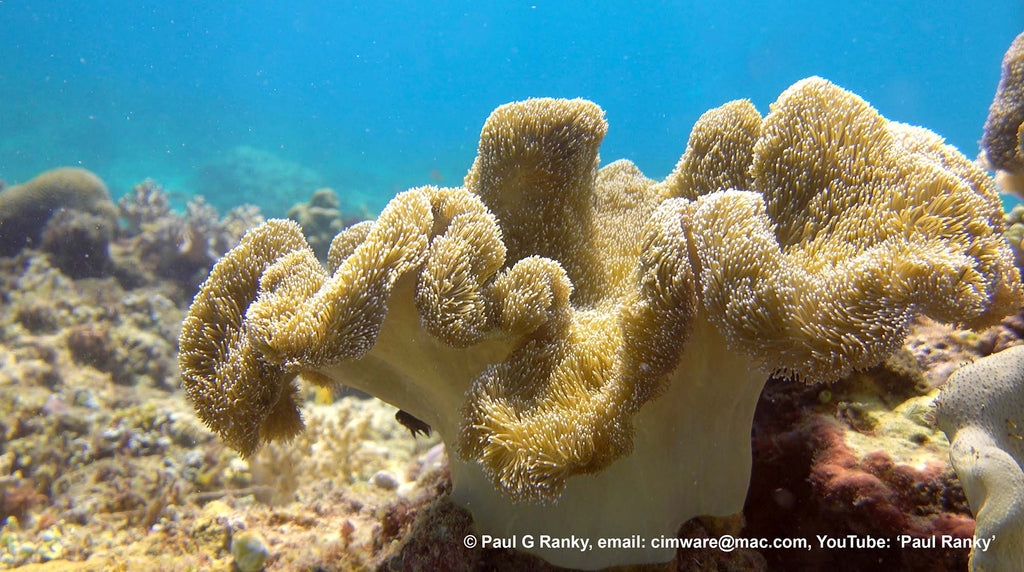 paul ranky underwater footage taken on a sony rx100 inside an ikelite underwater housing