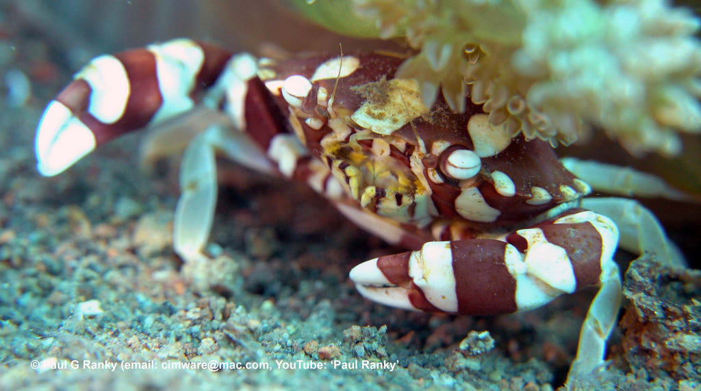 crab by paul ranky taken with sony rx100 inside an ikelite underwater housing