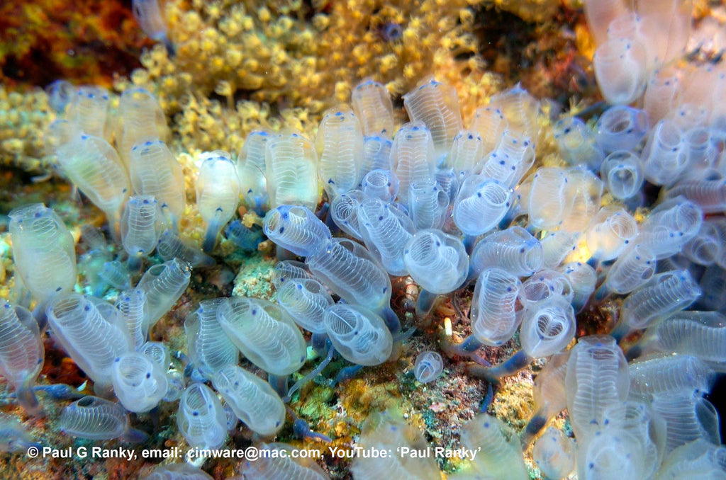 macro tubes taken by paul ranky using a sony rx100 inside an ikelite underwater housing