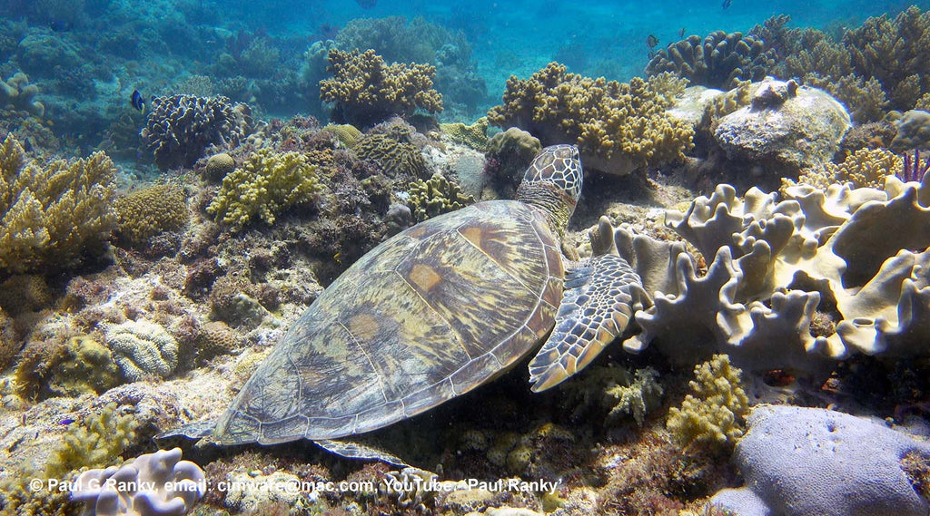 turtle image by paul ranky taken with sony rx100 inside an ikelite underwater housing