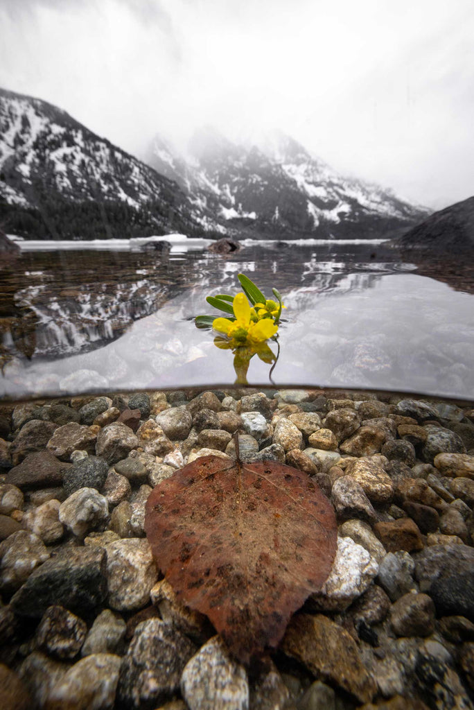 Peter Mangolds Spring Flower Icy Lake