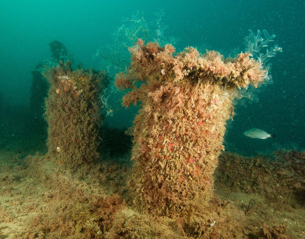 santos wreck artifical reef image by philip bonds