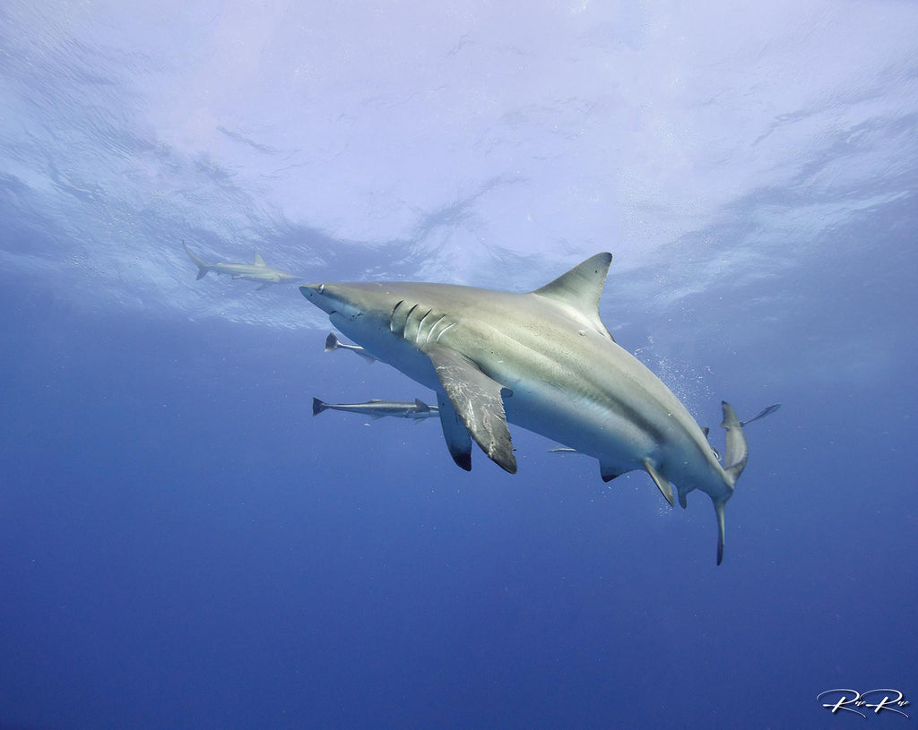 rae du plessis shark image taken with ikelite underwater camera housing