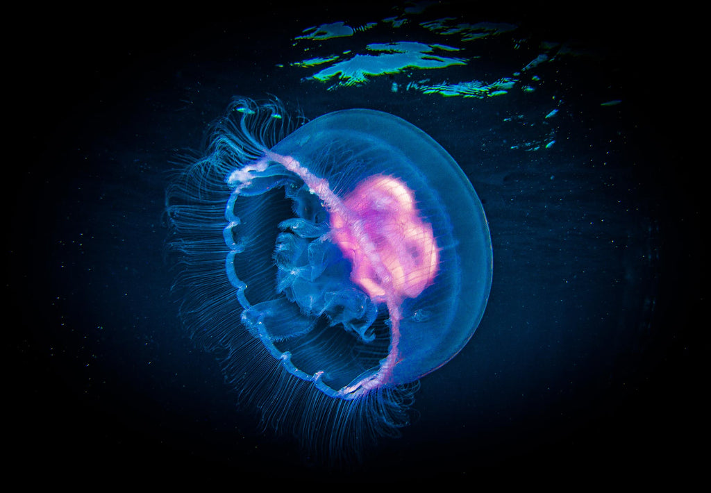 Steve Miller Jellyfish 02