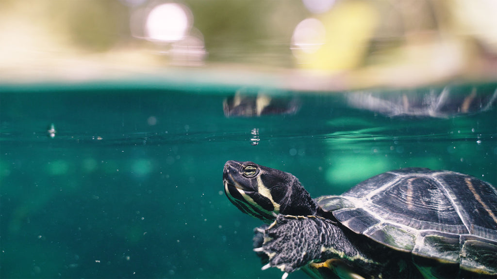 turtle underwater image by logan wood using a sony zv-e1 inside an ikelite underwater housing