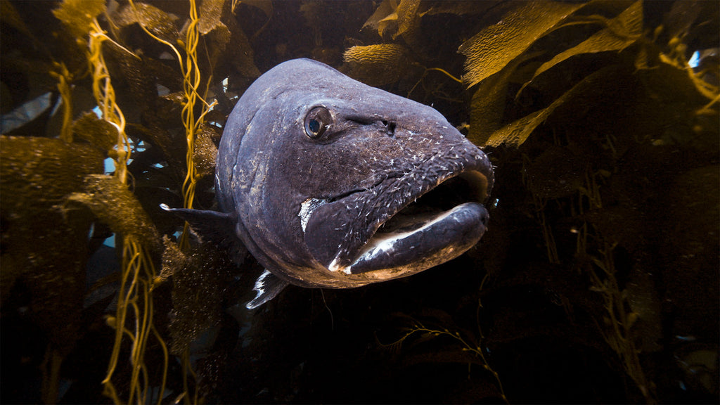 giant sea bass taken by john brigham with a sony zv-e1 inside an ikelite underwater housing