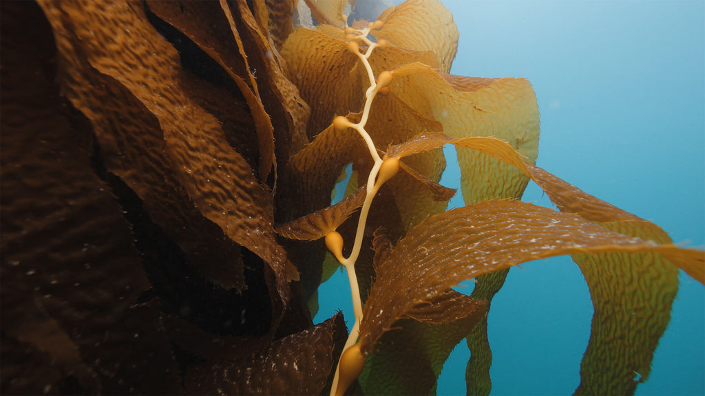 john brigham image using the sony zv-e1 in catalina using an ikelite underwater housing