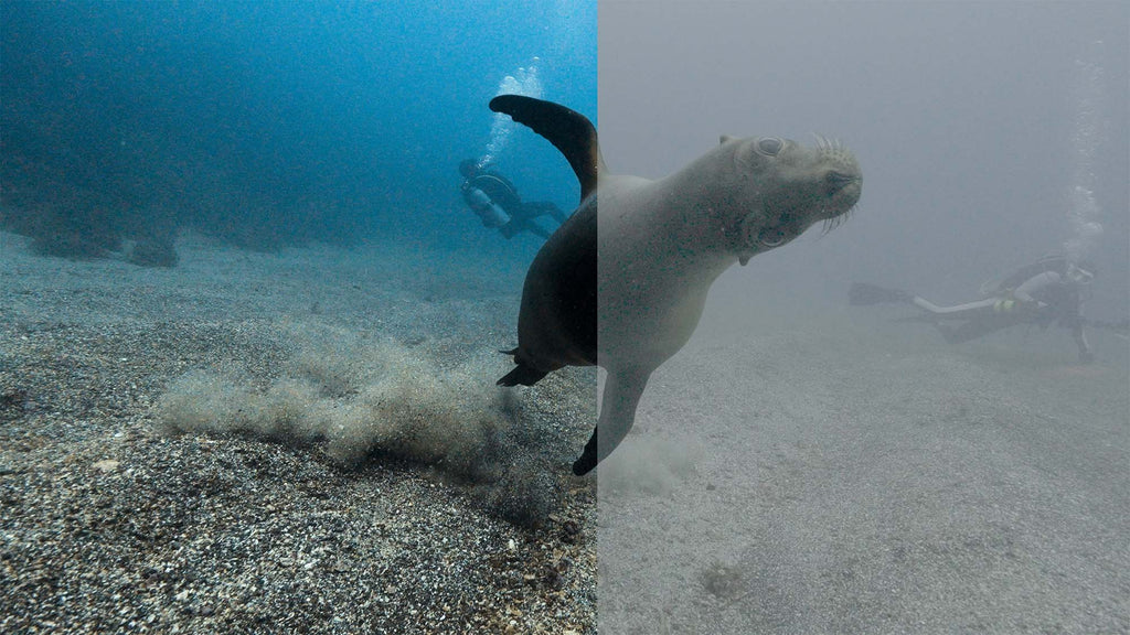 nirupam nigam image of a sea lion before and after color grading for ikelite underwater systems
