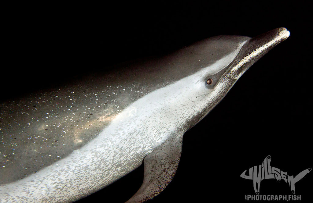 Blackwater Dolphin Copyright Jeff Milisen Ikelite Housing Strobes