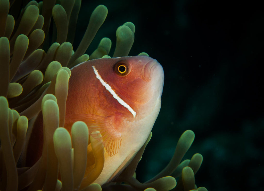 Steve Miller Clownfish Closeup