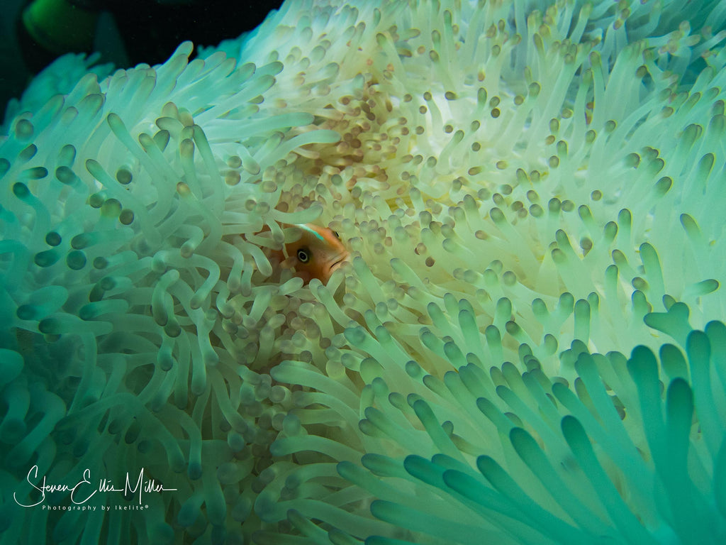 Steve Miller Anemonefish Green