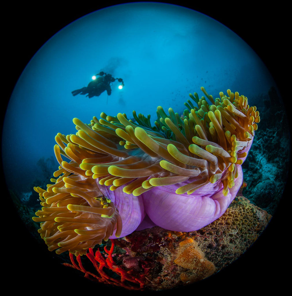 Steve Miller Anemone with Diver