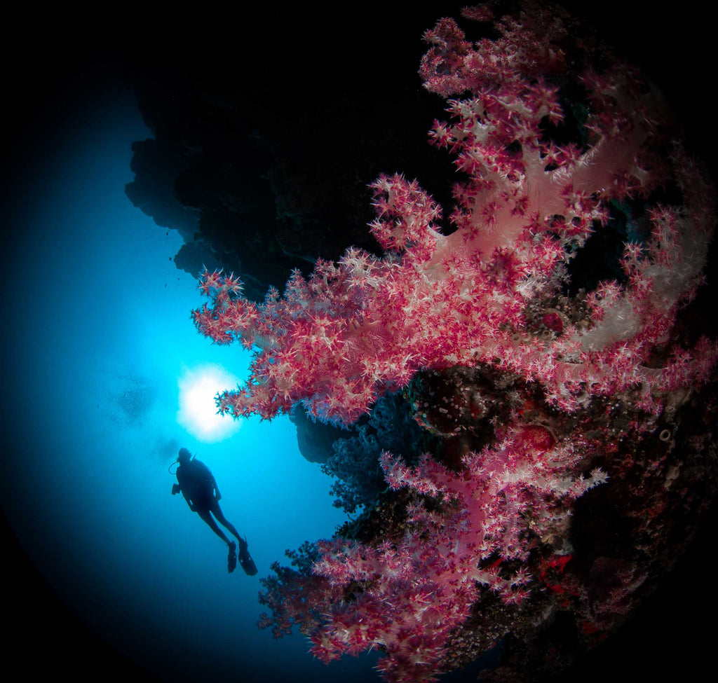 Steve Miller Diver and Pink Coral