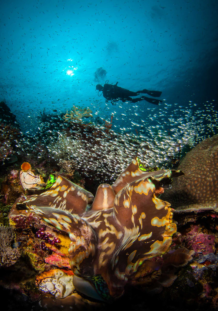 Steve Miller Diver Swimming behind Reef