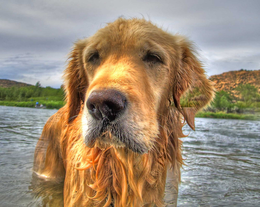 Steve Miller HDR Dog