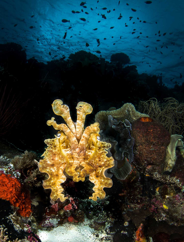 Wakatobi Cuttlefish Steve Miller
