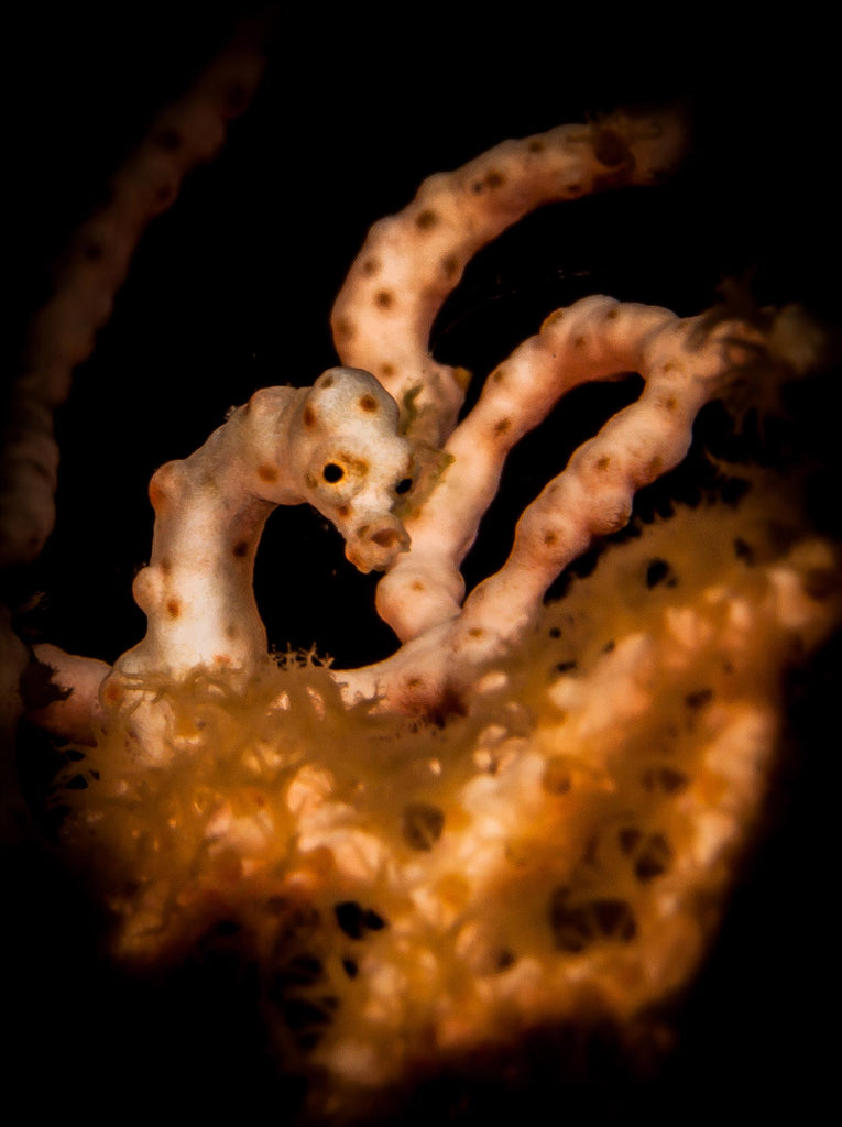 Wakatobi Pygmy Seahorse