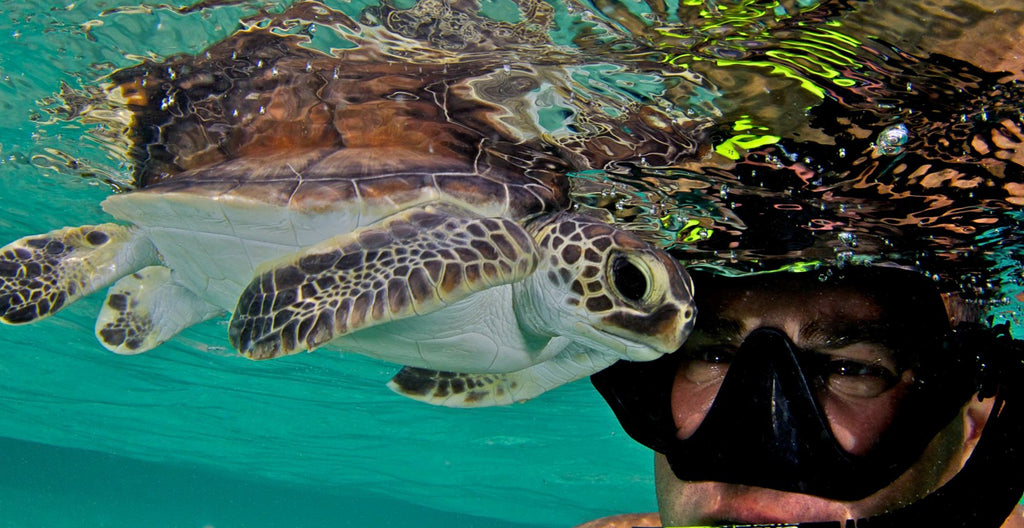 Wakatobi Steve Miller Turtle