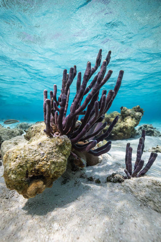 Tom Nagel Coral Belize