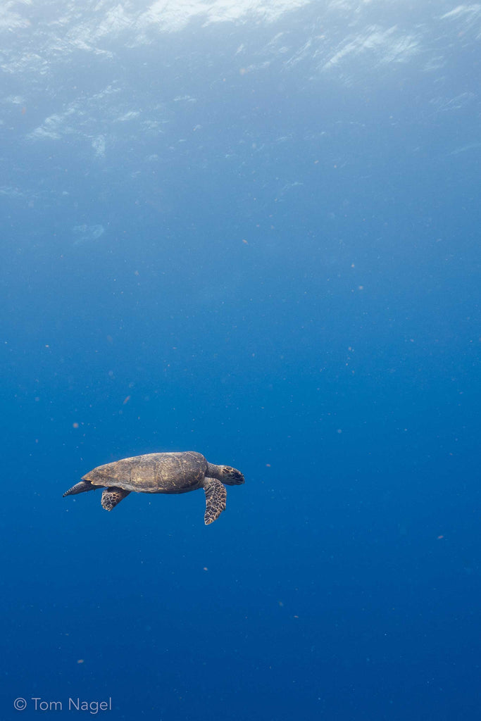 Tom Nagel Lone Turtle