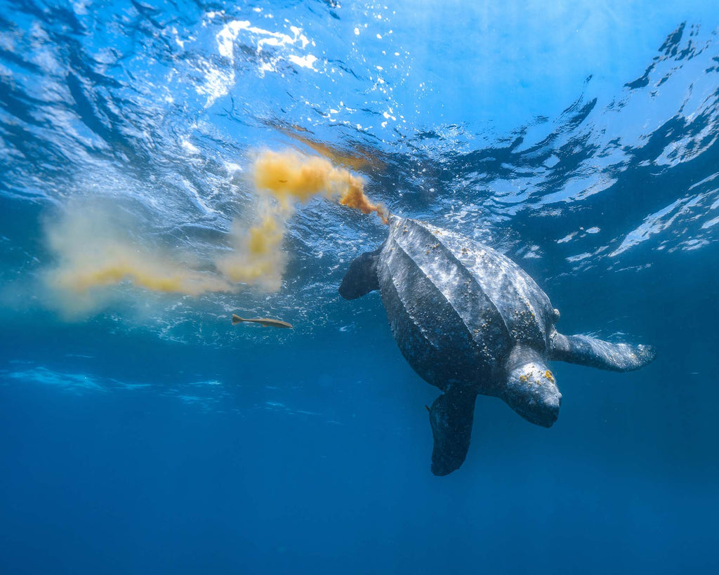 tony cheng leatherback turtle image taken with sony camera inside an ikelite underwater housing