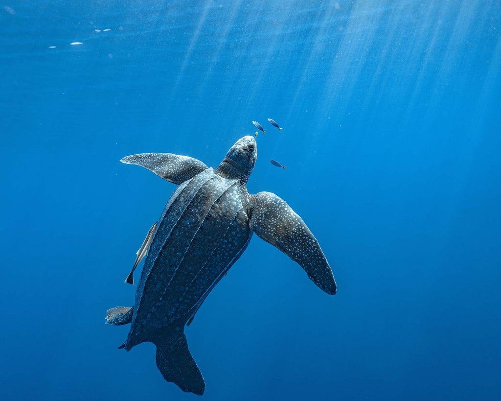 tony cheng turtle enjoying sunshine image taken with a sony camera inside an ikelite underwater housing
