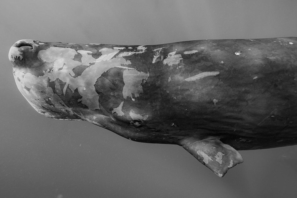scar by tony cheng taken with sony camera inside an ikelite underwater housing
