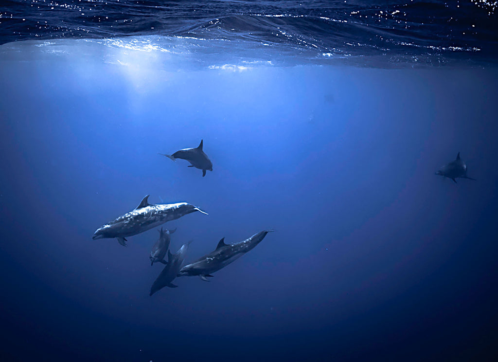 Dolphins in the Pacific Copyright Adam Hill