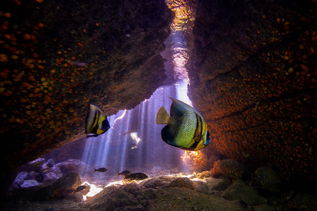 angelfish by ana lucia rodrigues tinoco taken with ikelite underwater housing