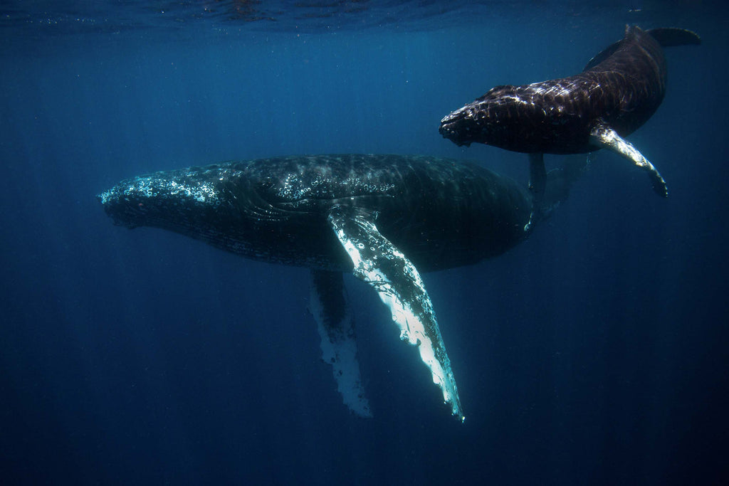 humpbacks by ana lucia rodriguez tinoco taken with ikelite underwater housing