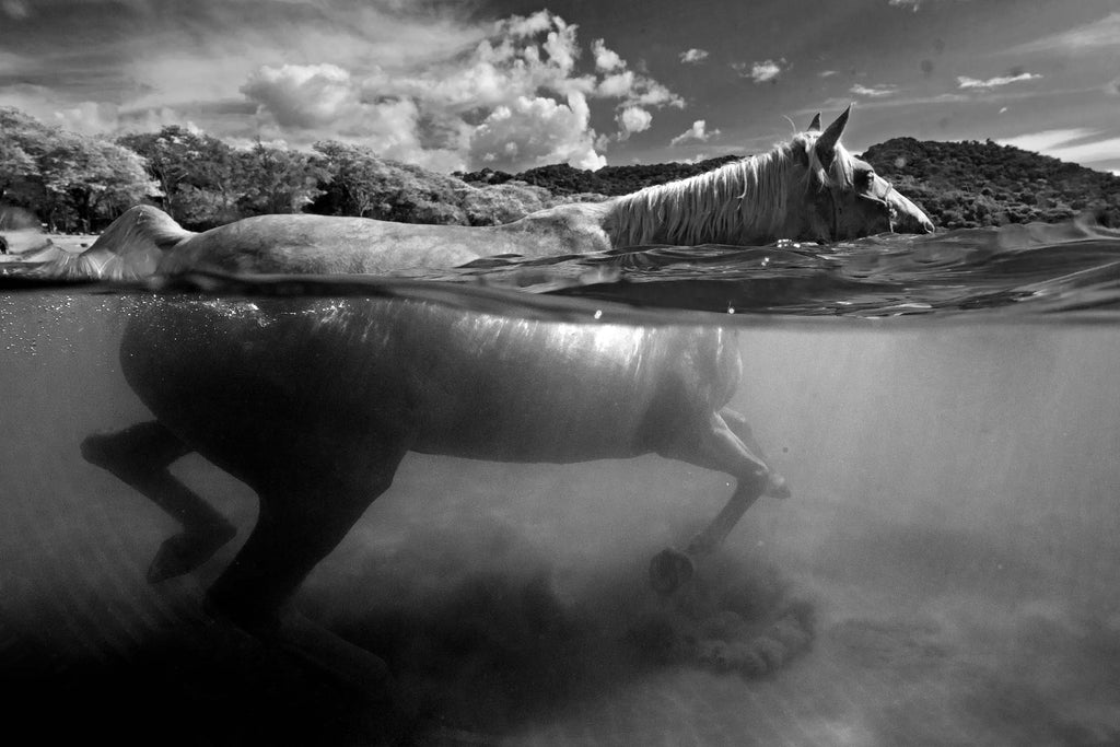 seahorse ana lucia rodriguez tinoco image taken with ikelite underwater equipment
