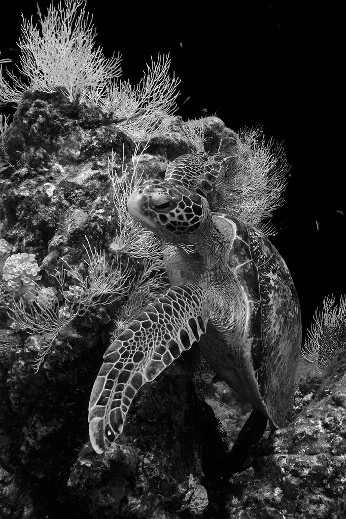 tortgua turtle by ana lucia rodriguez tinoco taken with ikelite underwater housing