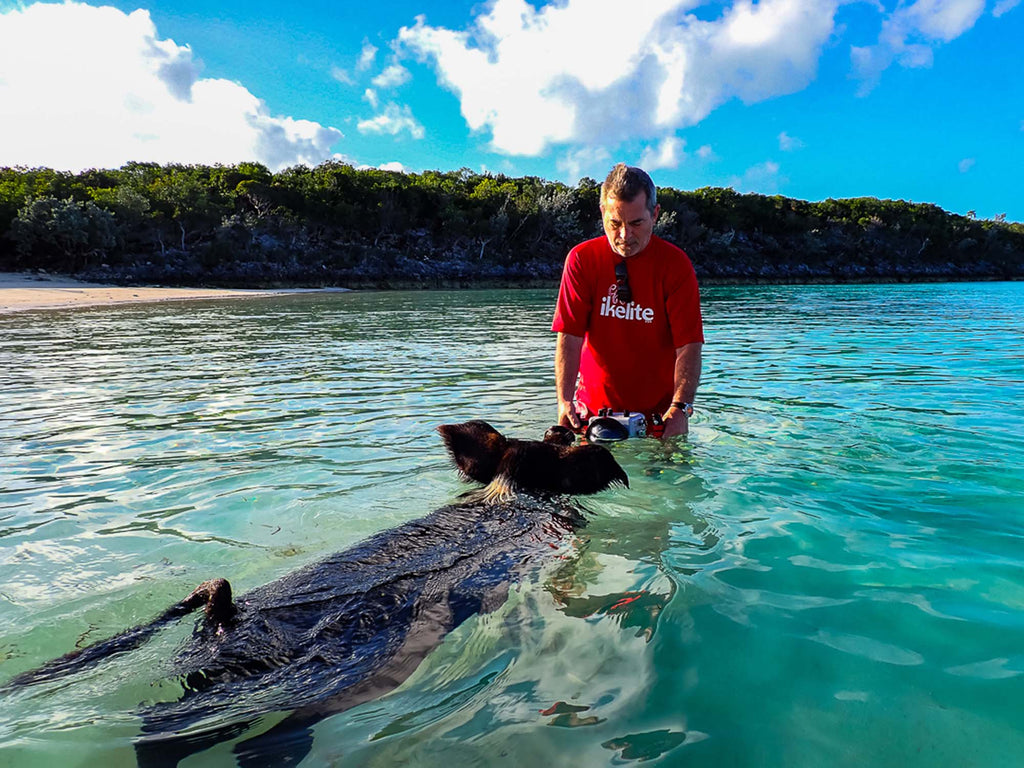 swimming pigs photo by annie cordoso