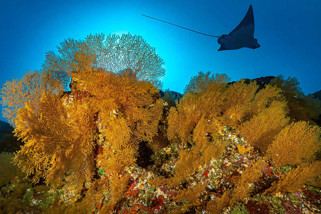 colorful dropoff in french polynesia taken with ikelite housing