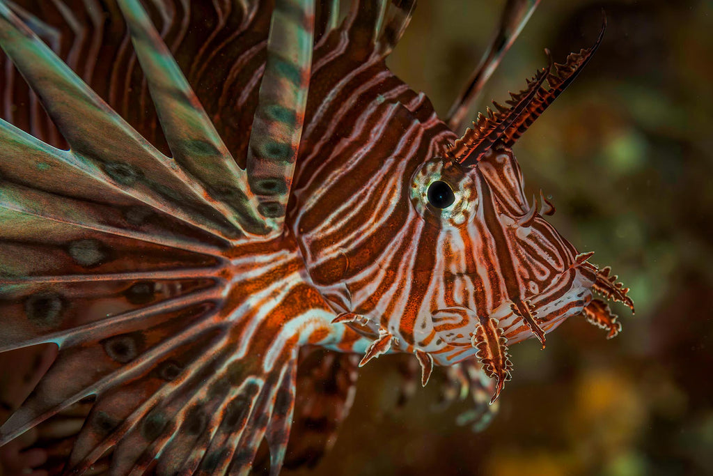 lionfish french polynesia taken with ikelite housing