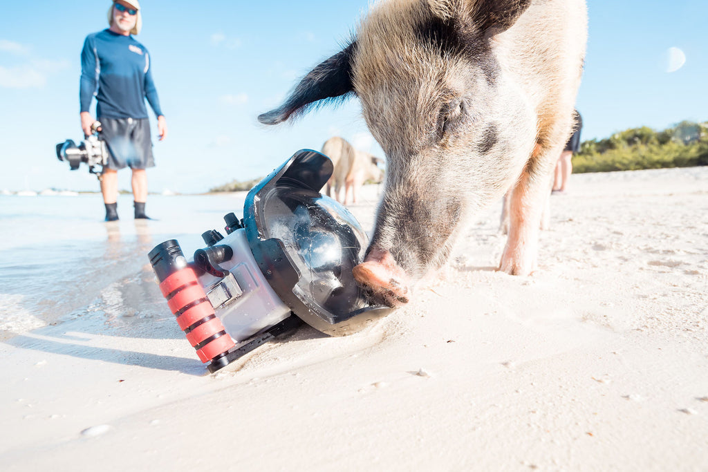 aqua cat swimming pigs photo by Logan Wood