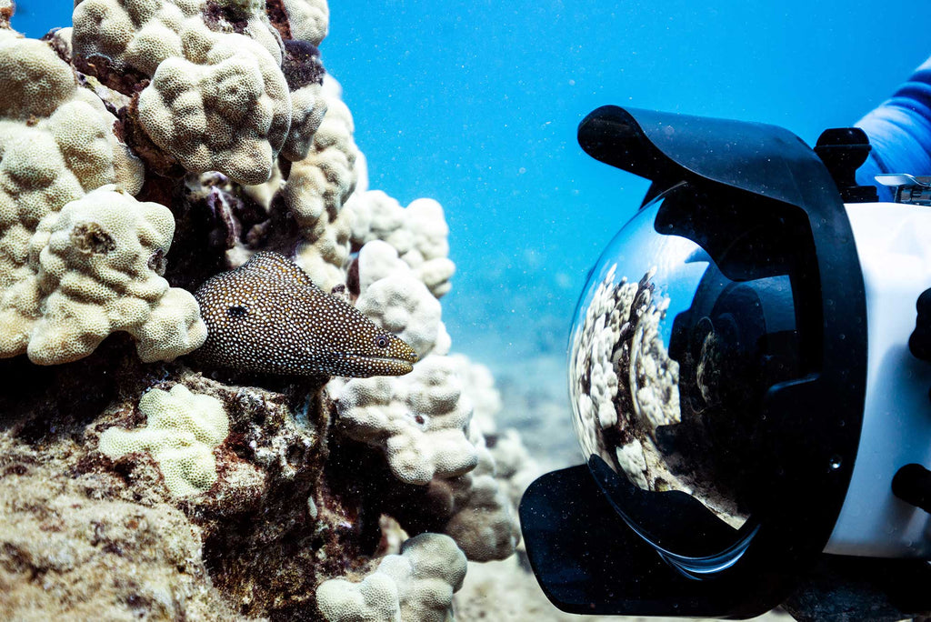 Canon RF 14-35mm f/4L Lens Underwater Review [VIDEO]
