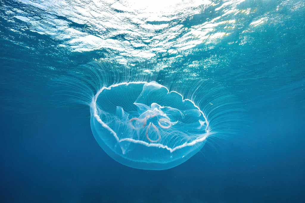 austin greene jellyfish image taken using ikelite housing and strobes