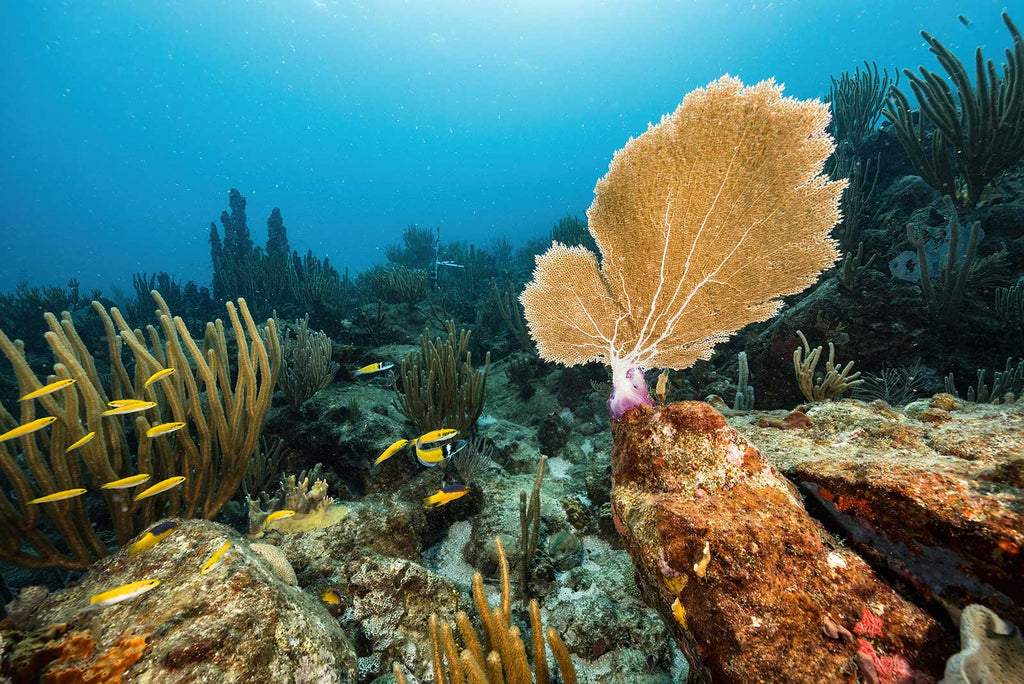 balancing foreground and background coral fan using ikelite housing and strobes image by austin greene