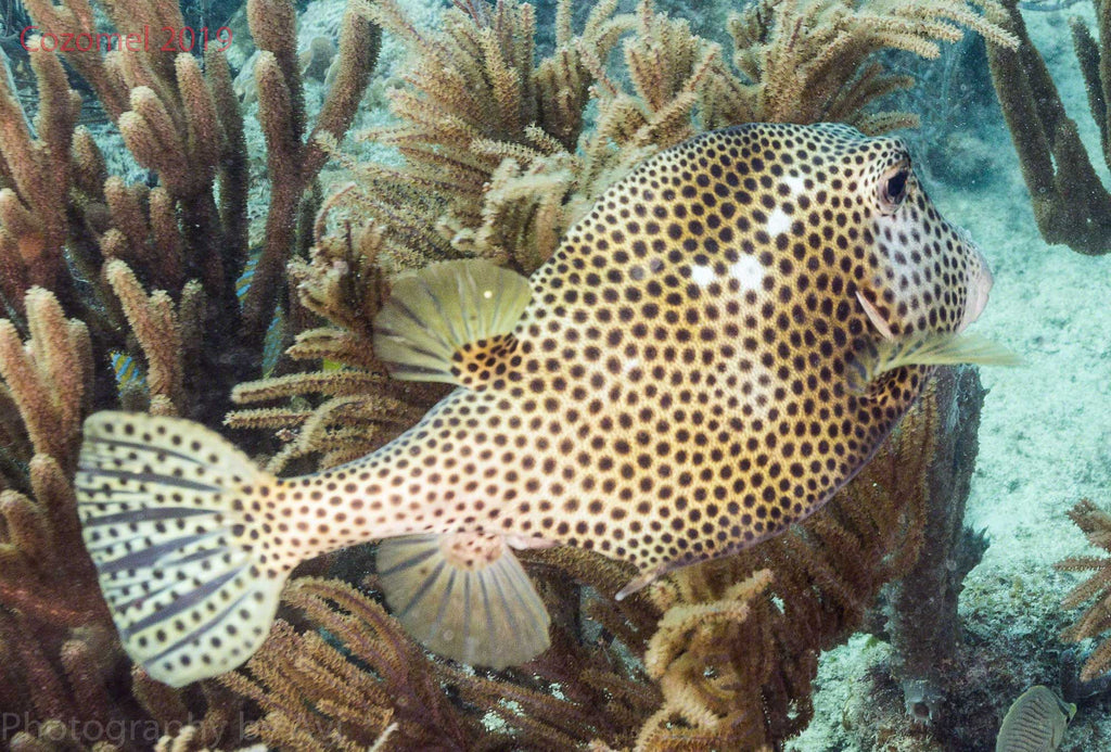 Avi Foox Trunk Fish