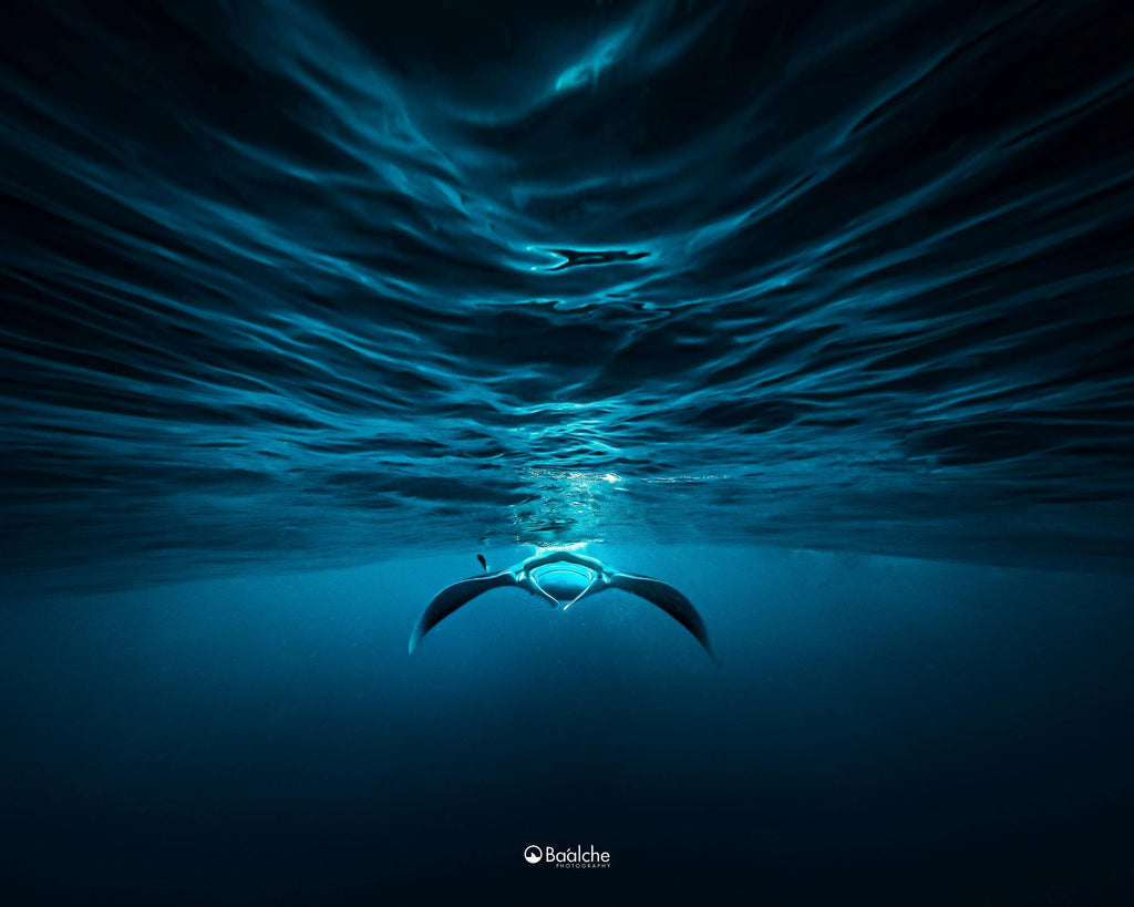 Baalche Photography Manta Ray