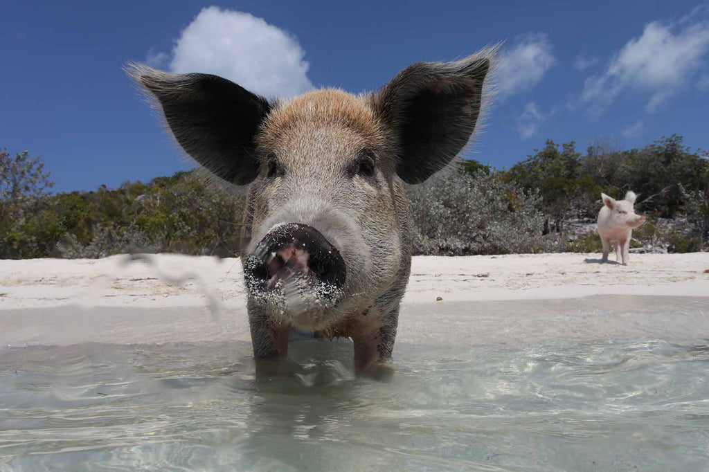 Aquacat Pigs