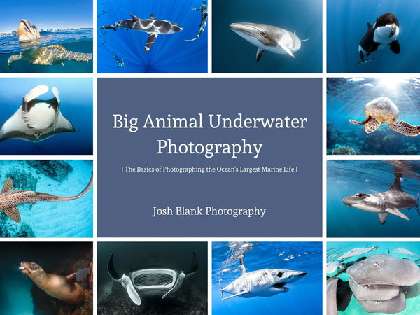 big animal underwater photography josh blank