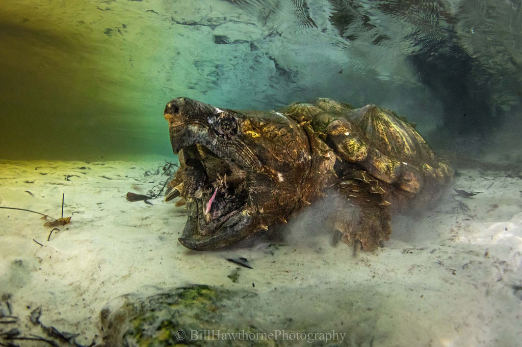 confluence of creature by bill hawthorne take with canon r6 inside an ikelite underwater housing