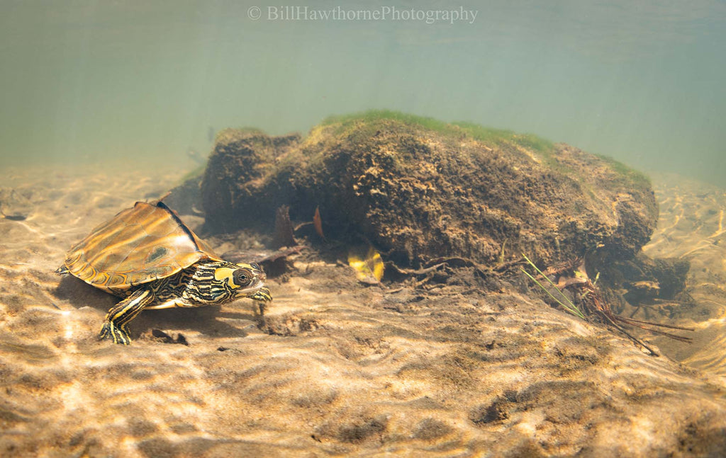 essence of escambia by bill hawthorne taken with a canon r6 and ikelite underwater housing