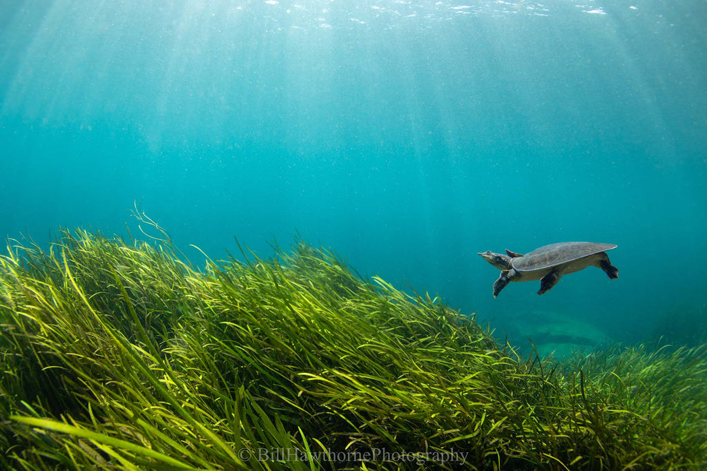 floating in blue by bill hawthorne taken with a canon r6 inside an ikelite underwater housing