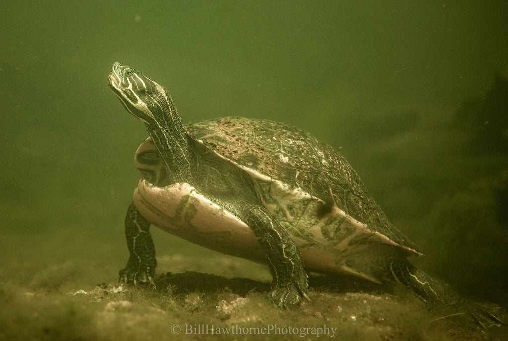 superman by bill hawthorne taken with canon r6 inside an ikelite underwater housing