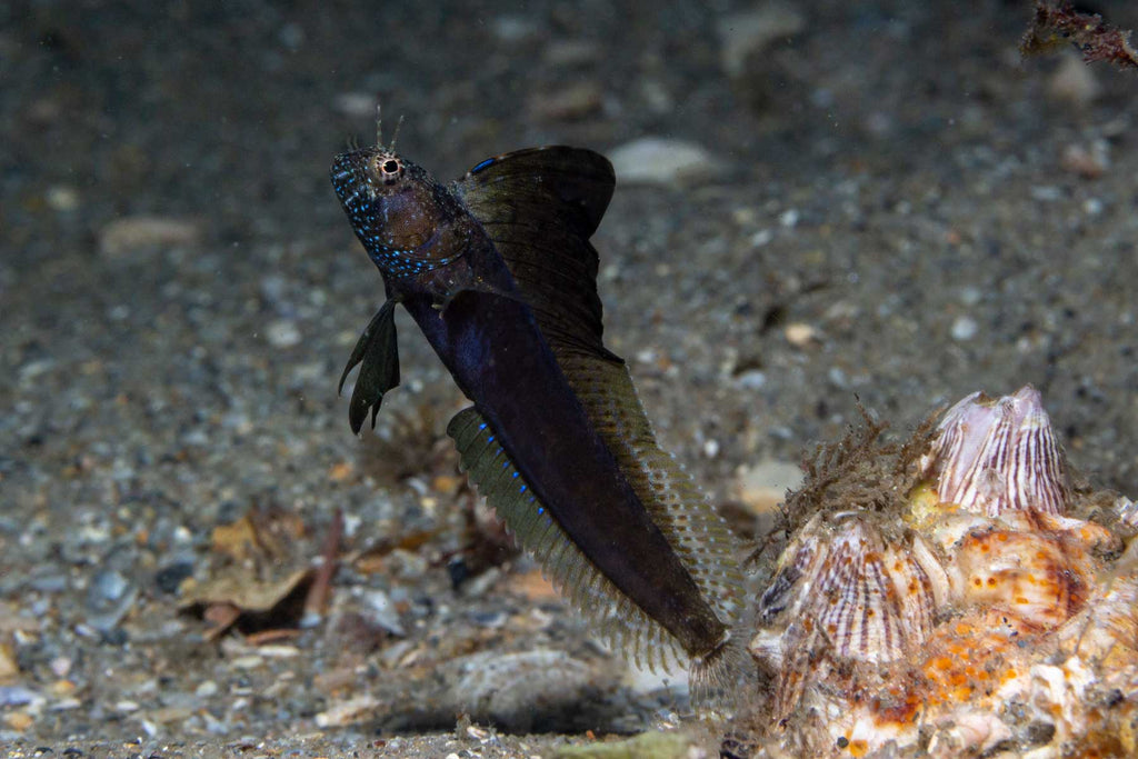 Sailfish Blenny at Blue Heron Bridge by Bryant Turffs Ikelite Ambassador